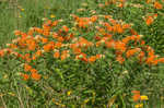 Butterfly milkweed